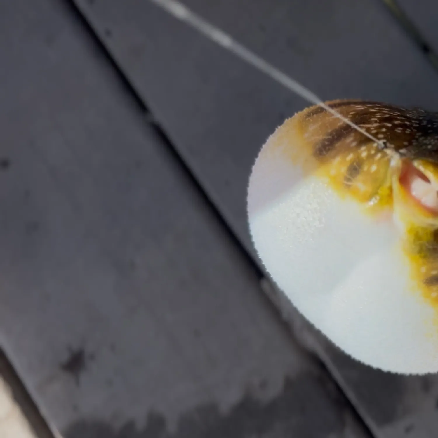 The most recent Southern puffer catches on Fishbrain