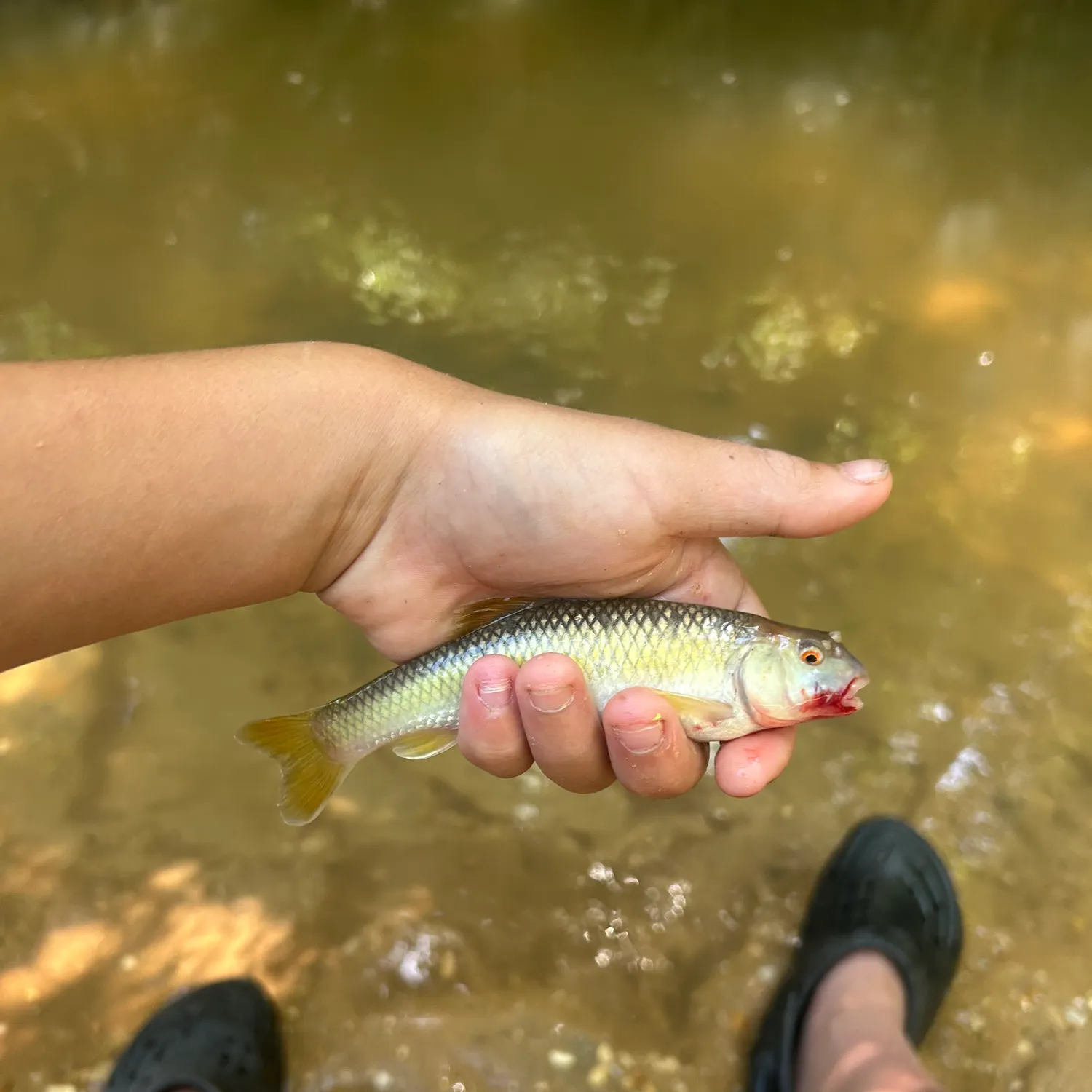 The most recent Bluehead chub catches on Fishbrain