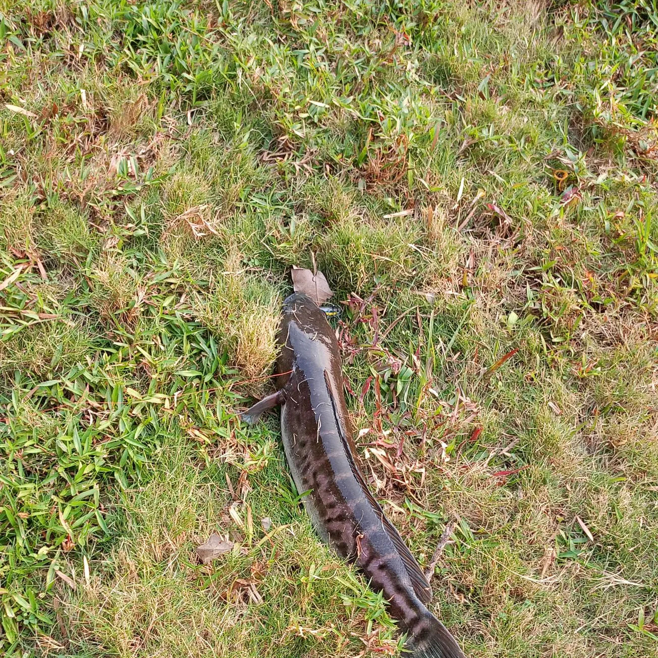 The most recent Indonesian snakehead catches on Fishbrain