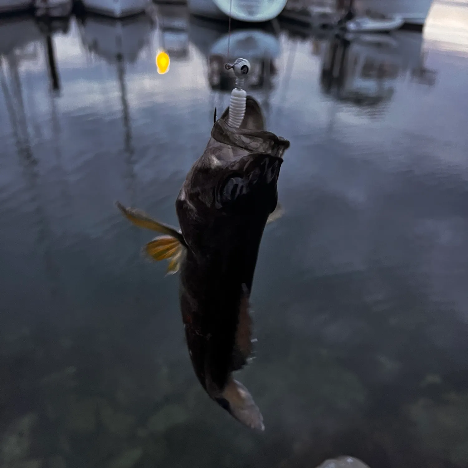Copper rockfish caught on Fishbrain