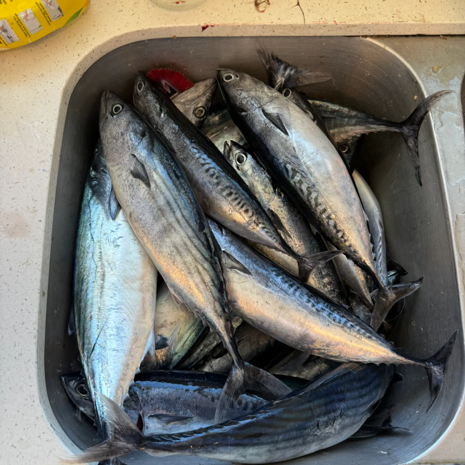 Pacific bonito caught on Fishbrain