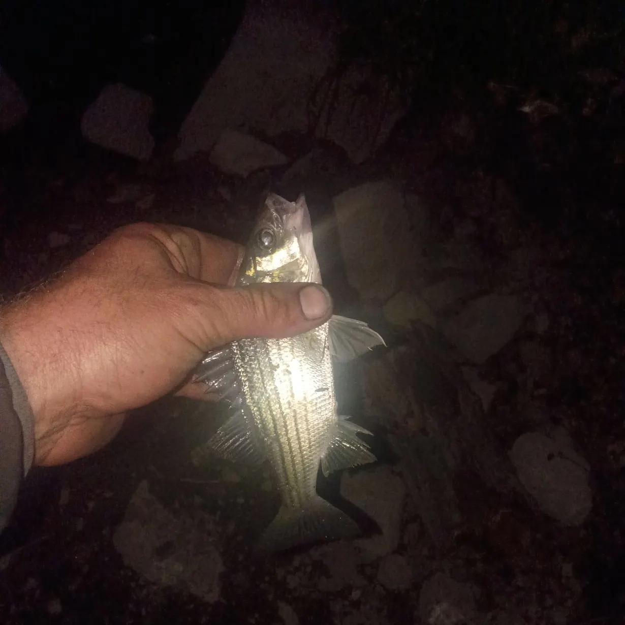 Striped bass caught on Fishbrain