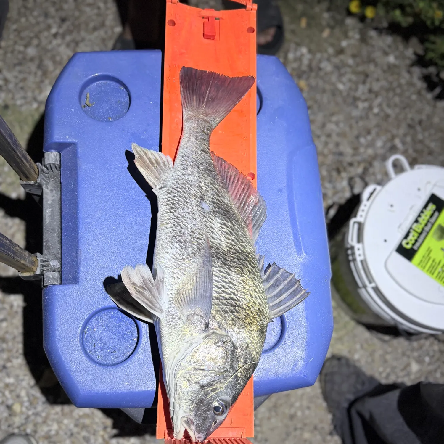Black drum caught on Fishbrain