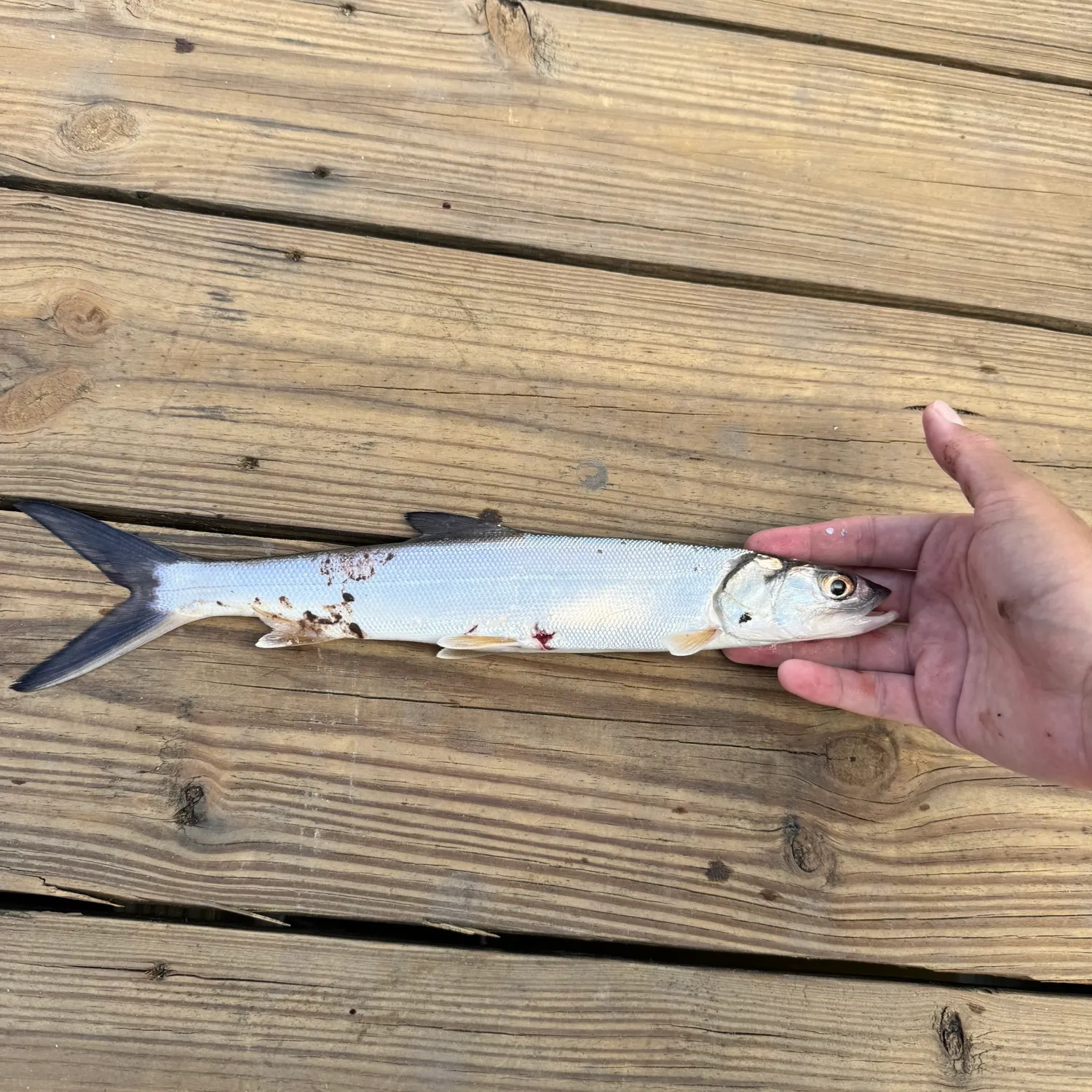 Ladyfish caught on Fishbrain