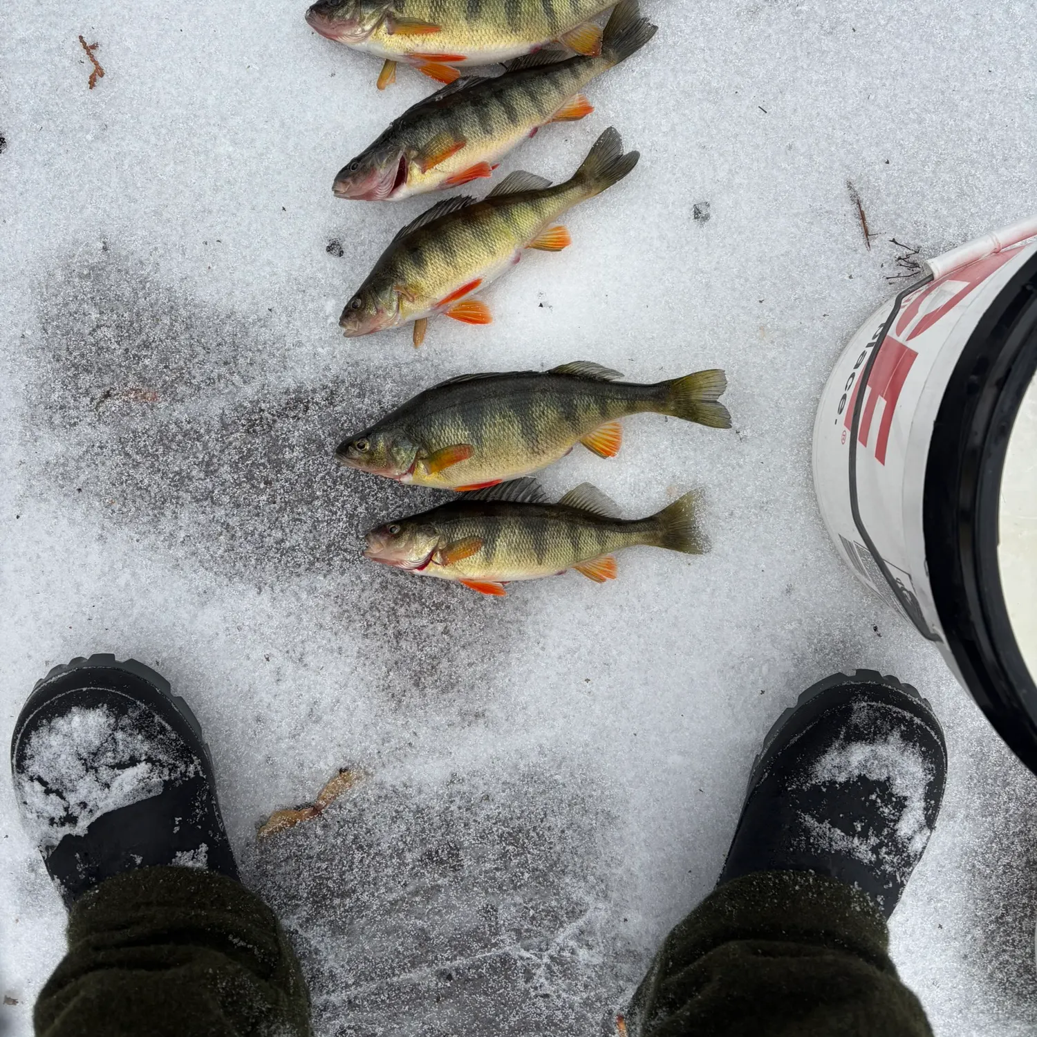 The most recent Yellow perch catches on Fishbrain