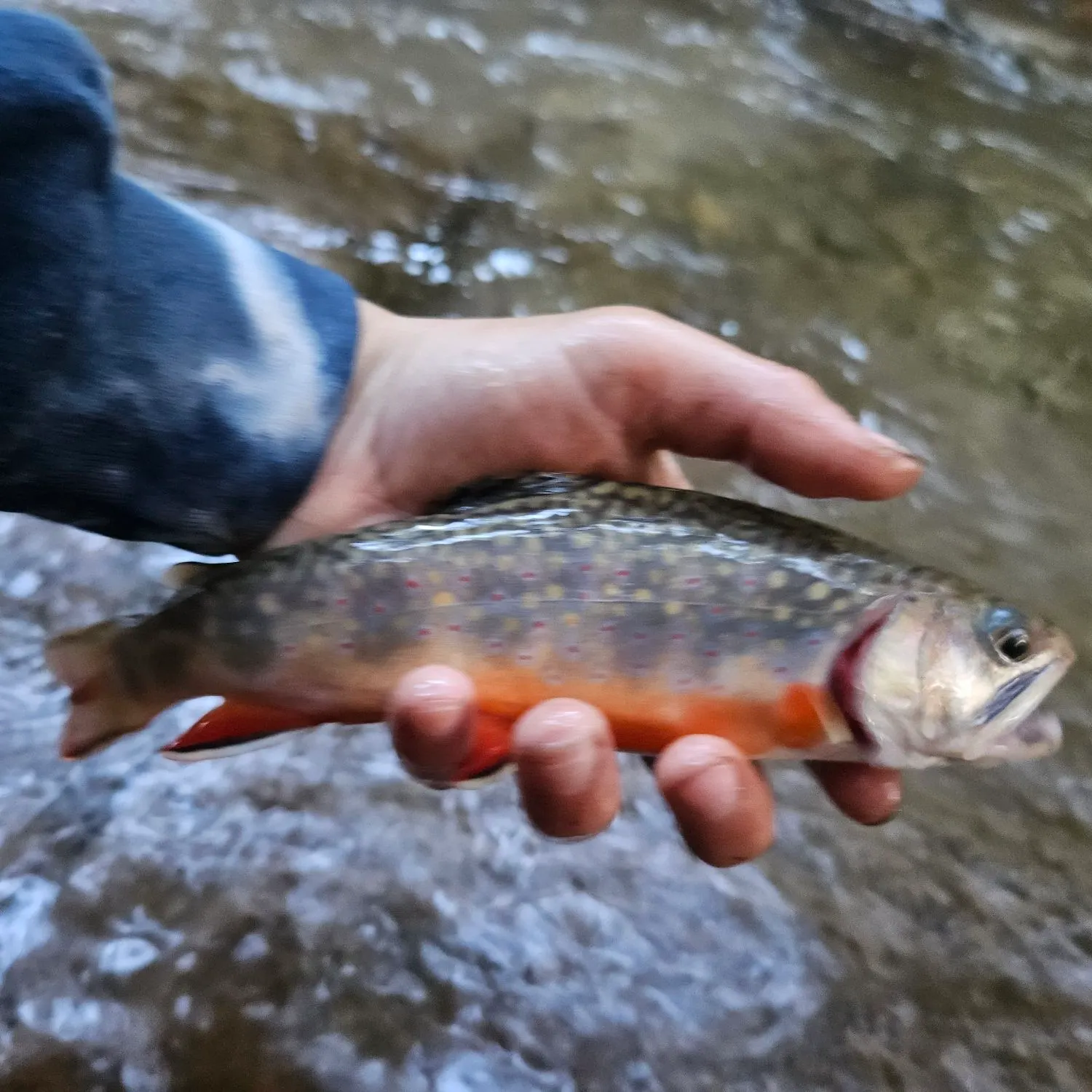Brook trout caught on Fishbrain