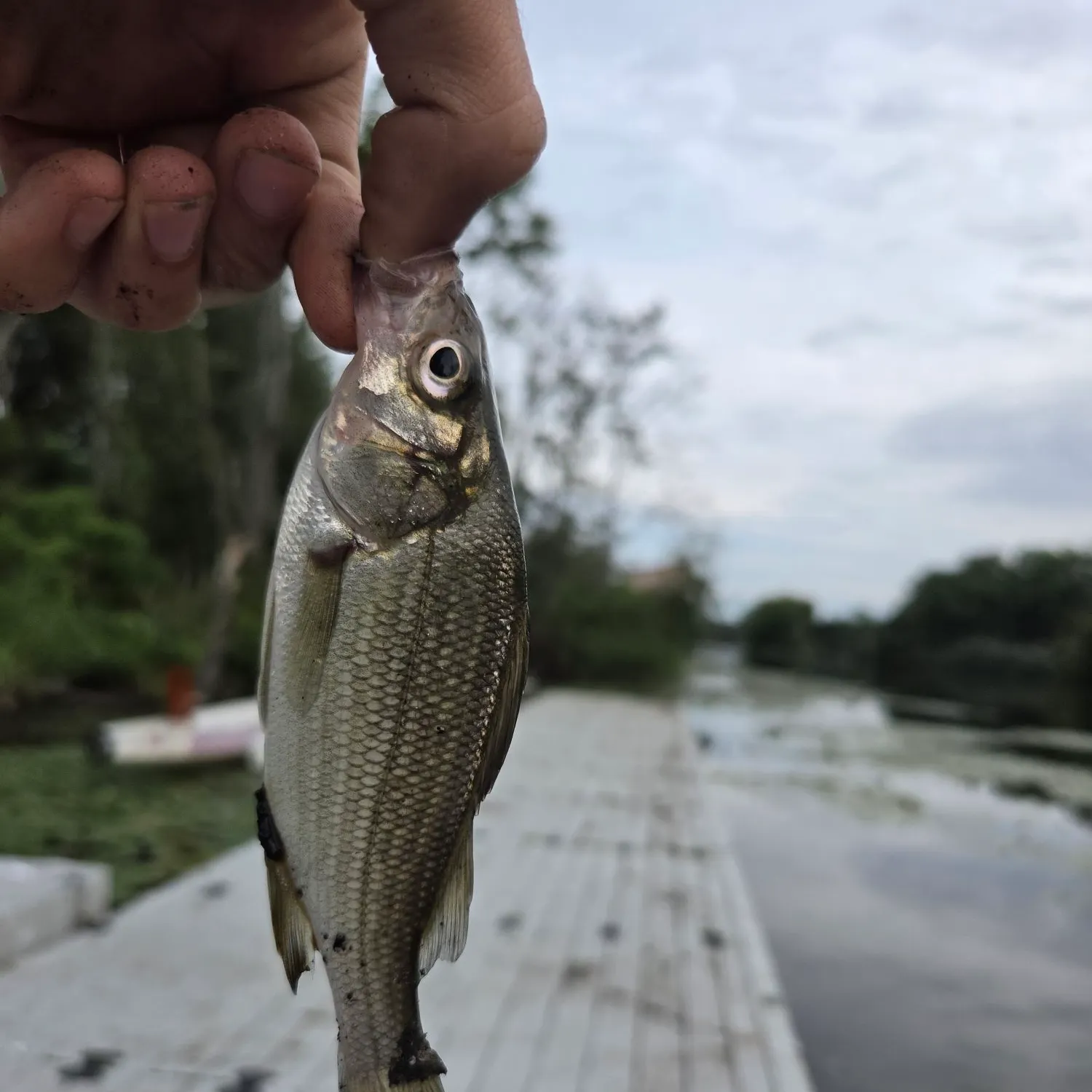 White perch caught on Fishbrain