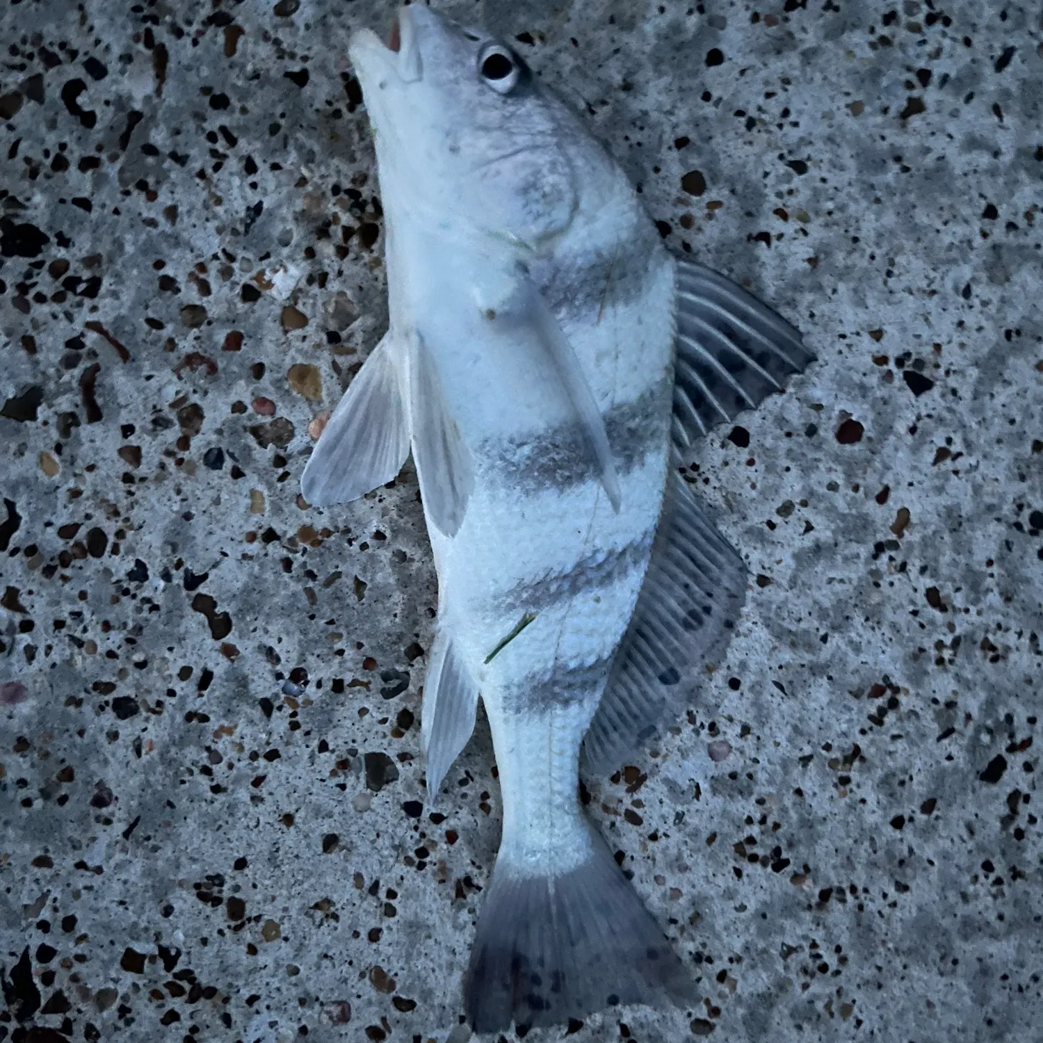 Black drum caught on Fishbrain