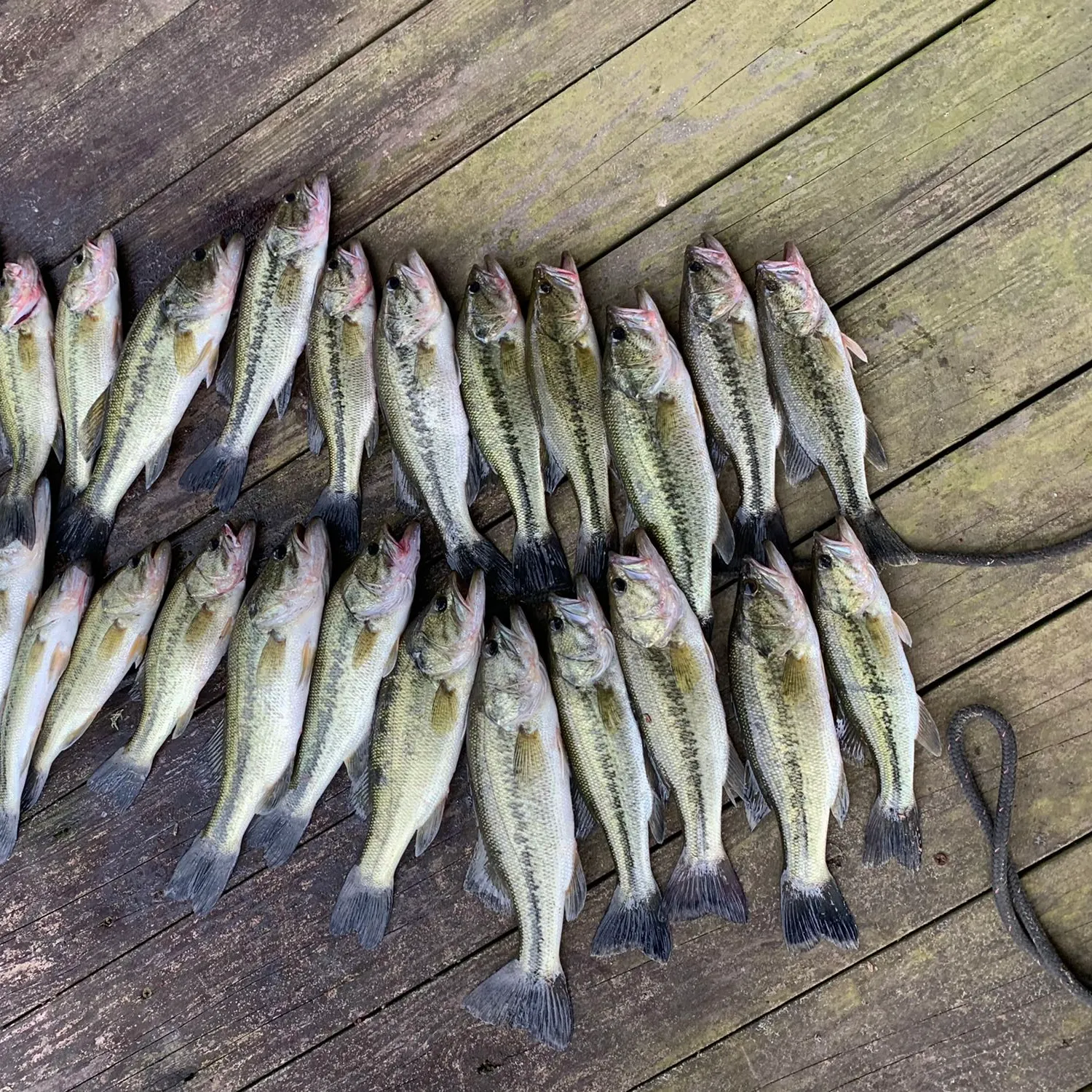 recently logged catches