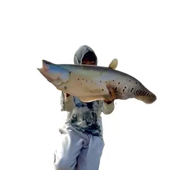 The most recent Clown knifefish catches on Fishbrain