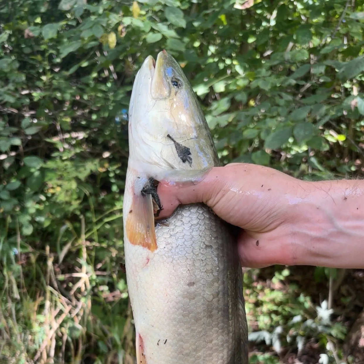 Eyetail bowfin caught on Fishbrain