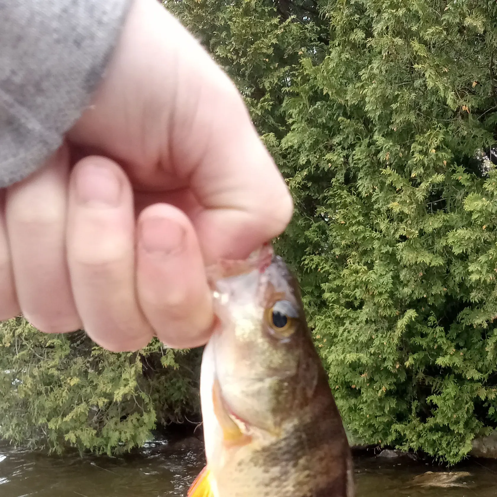 angler catch