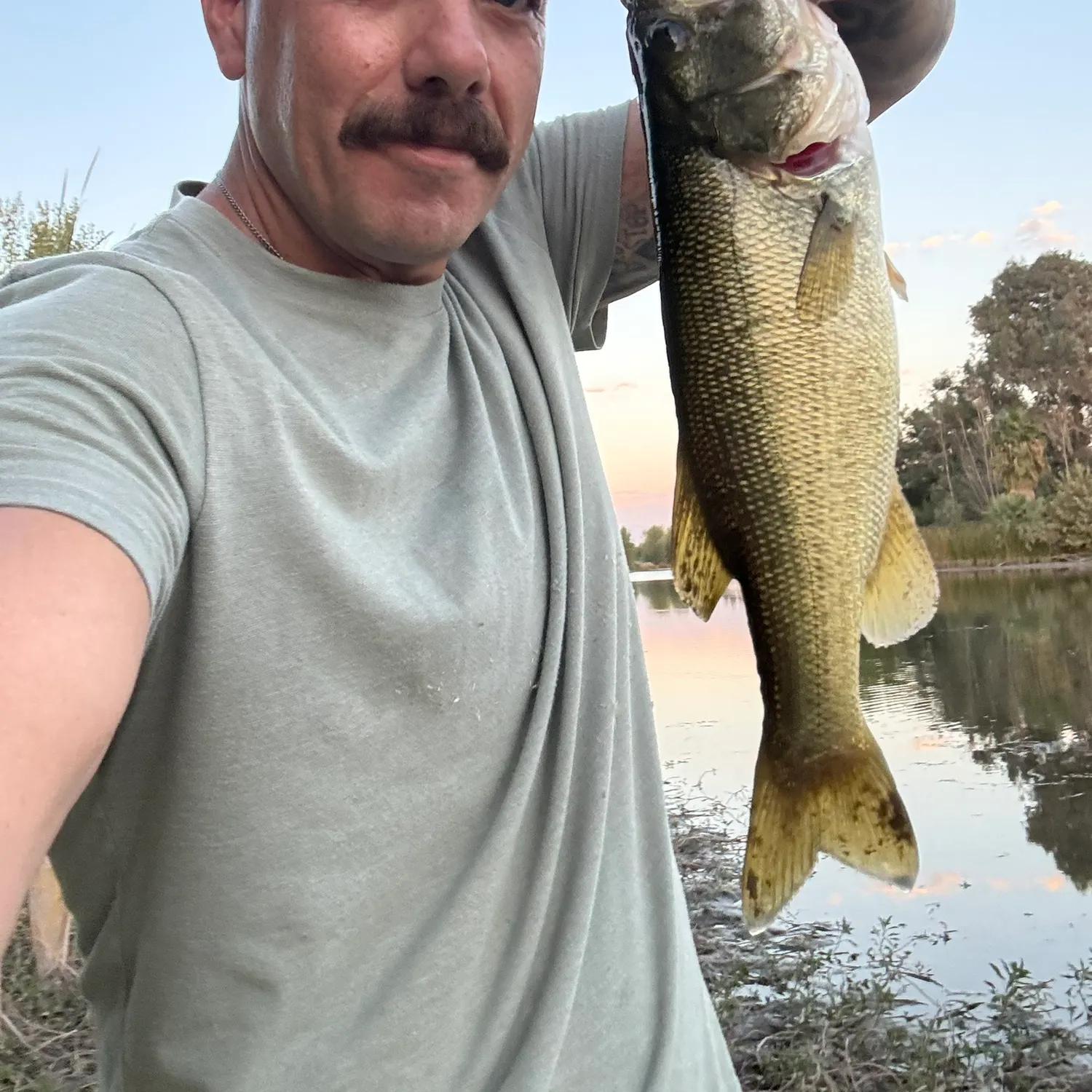 Largemouth bass caught on Fishbrain