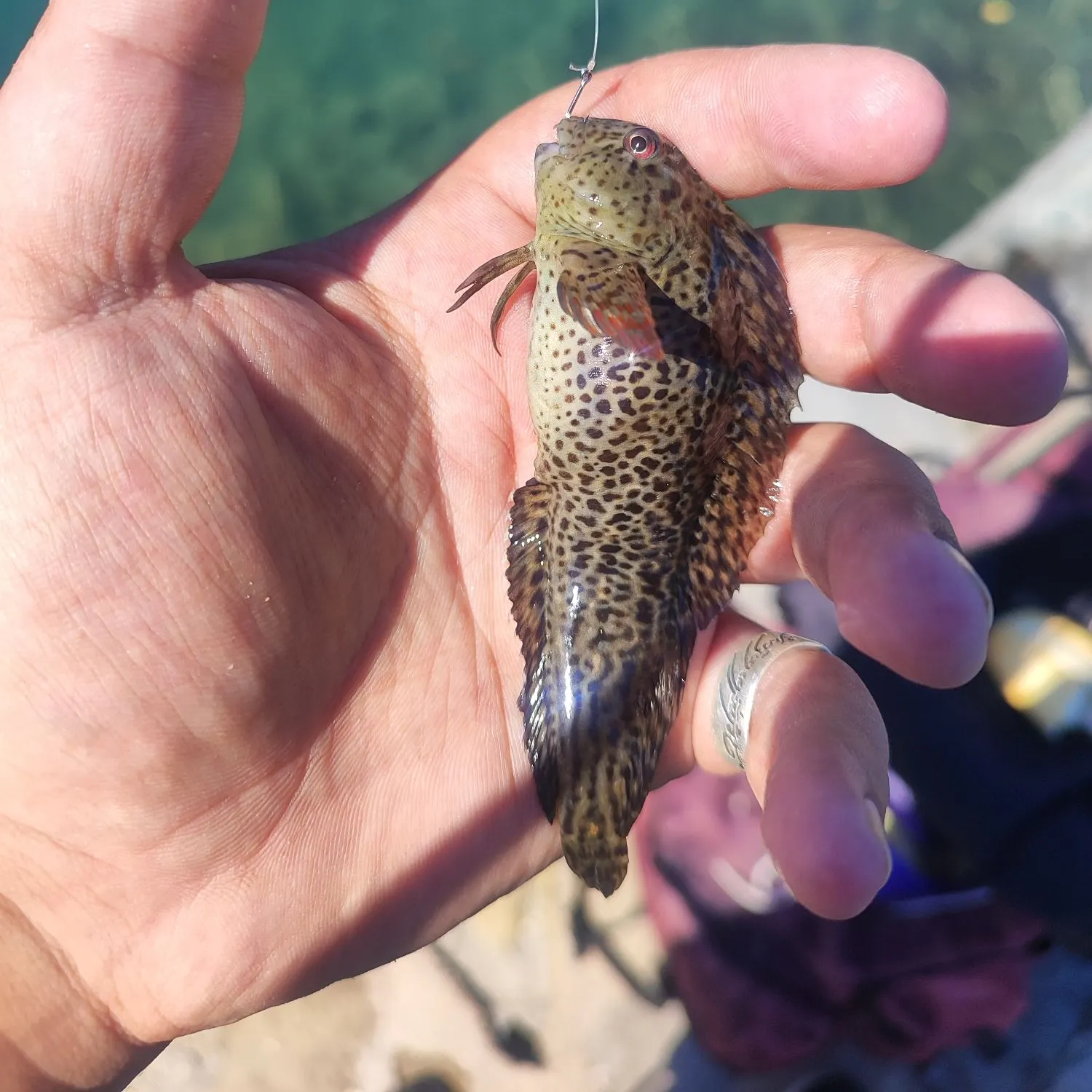 The most recent Rusty blenny catches on Fishbrain