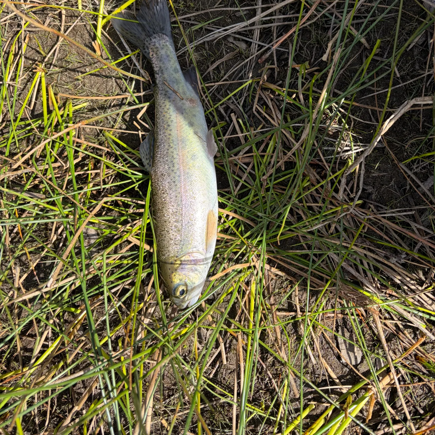 Rainbow trout caught on Fishbrain