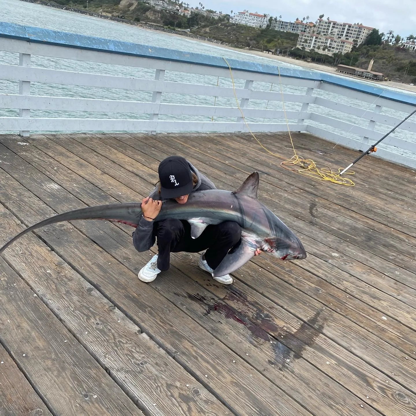 The most recent Common thresher catches on Fishbrain