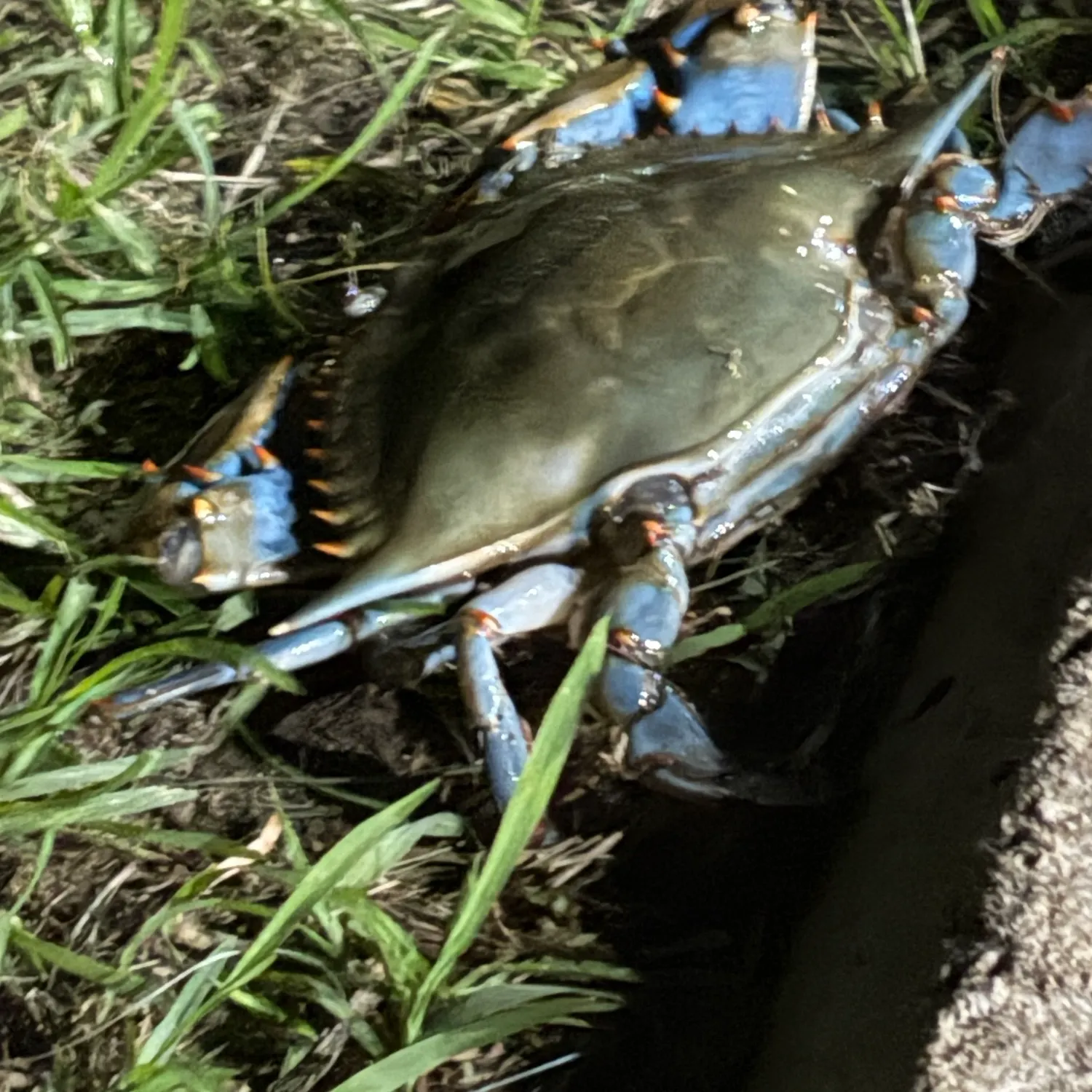 Blue crab caught on Fishbrain