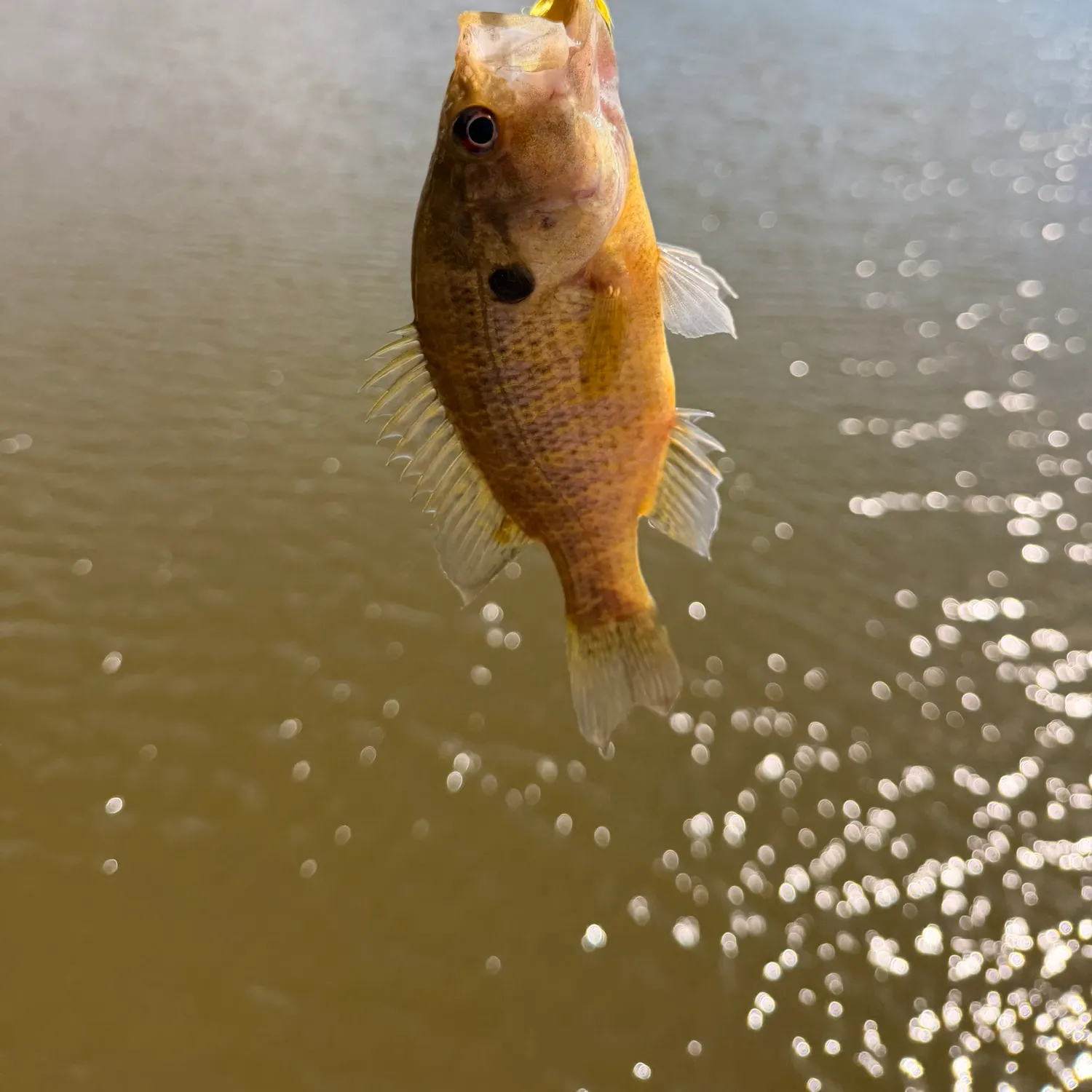 Warmouth caught on Fishbrain