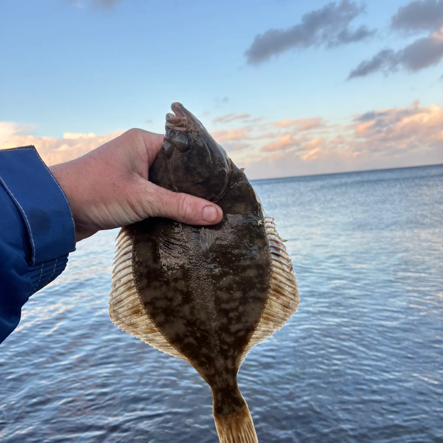 The most recent European flounder catches on Fishbrain