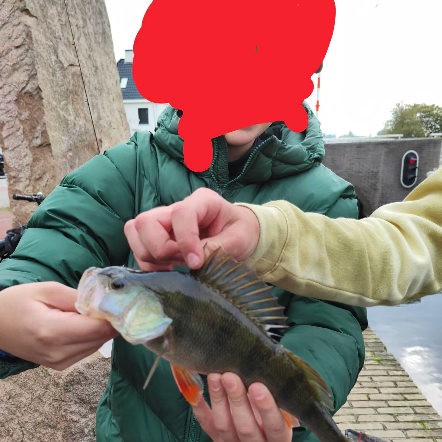 European perch caught on Fishbrain