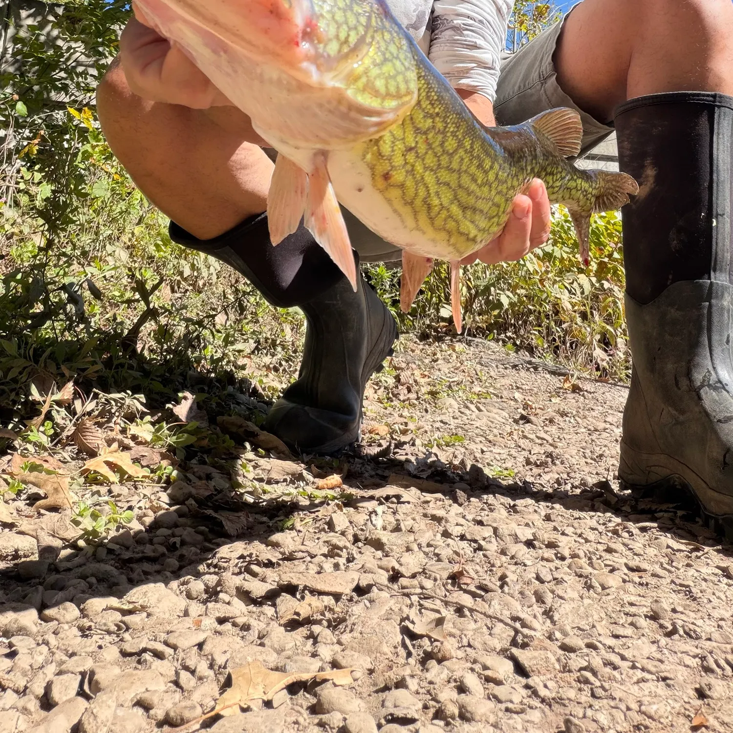 Chain pickerel caught on Fishbrain