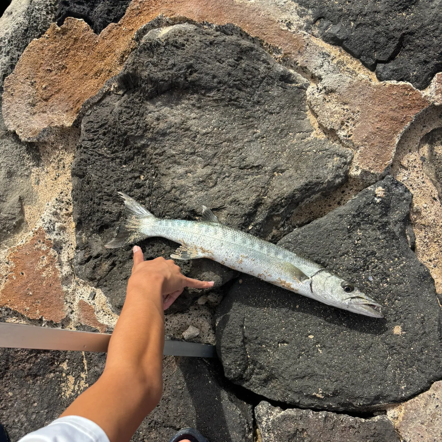 The most recent Great barracuda catches on Fishbrain