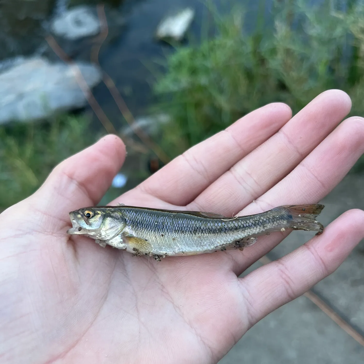 Creek chub caught on Fishbrain