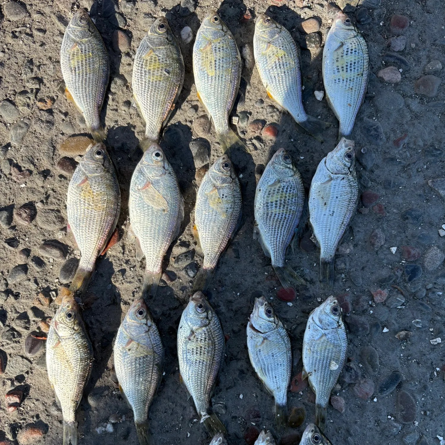 recently logged catches
