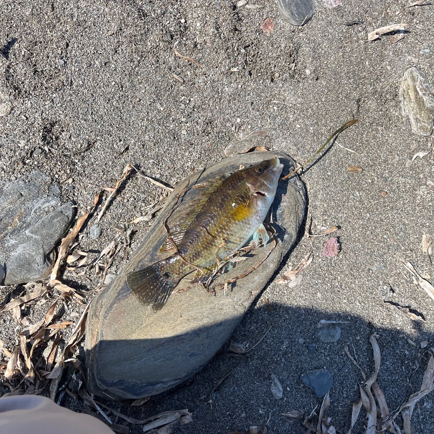 Ballan wrasse caught on Fishbrain