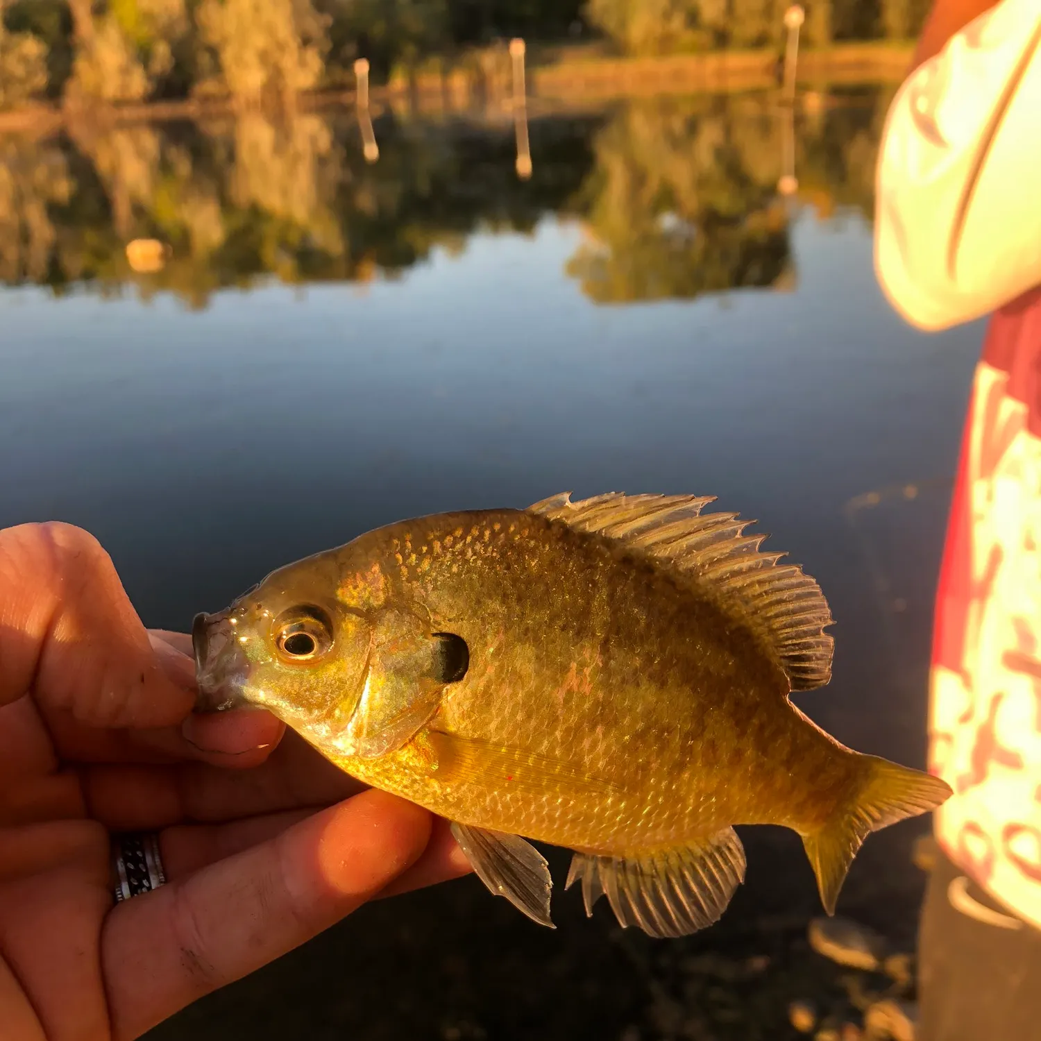 Bluegill caught on Fishbrain