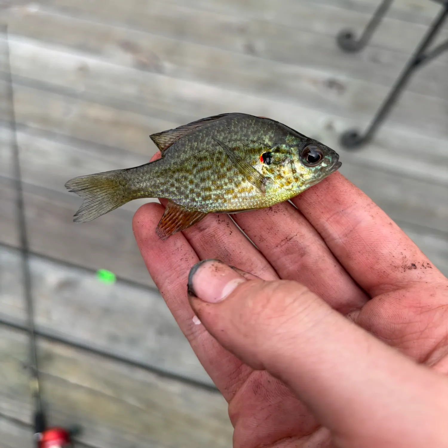 Redear sunfish caught on Fishbrain