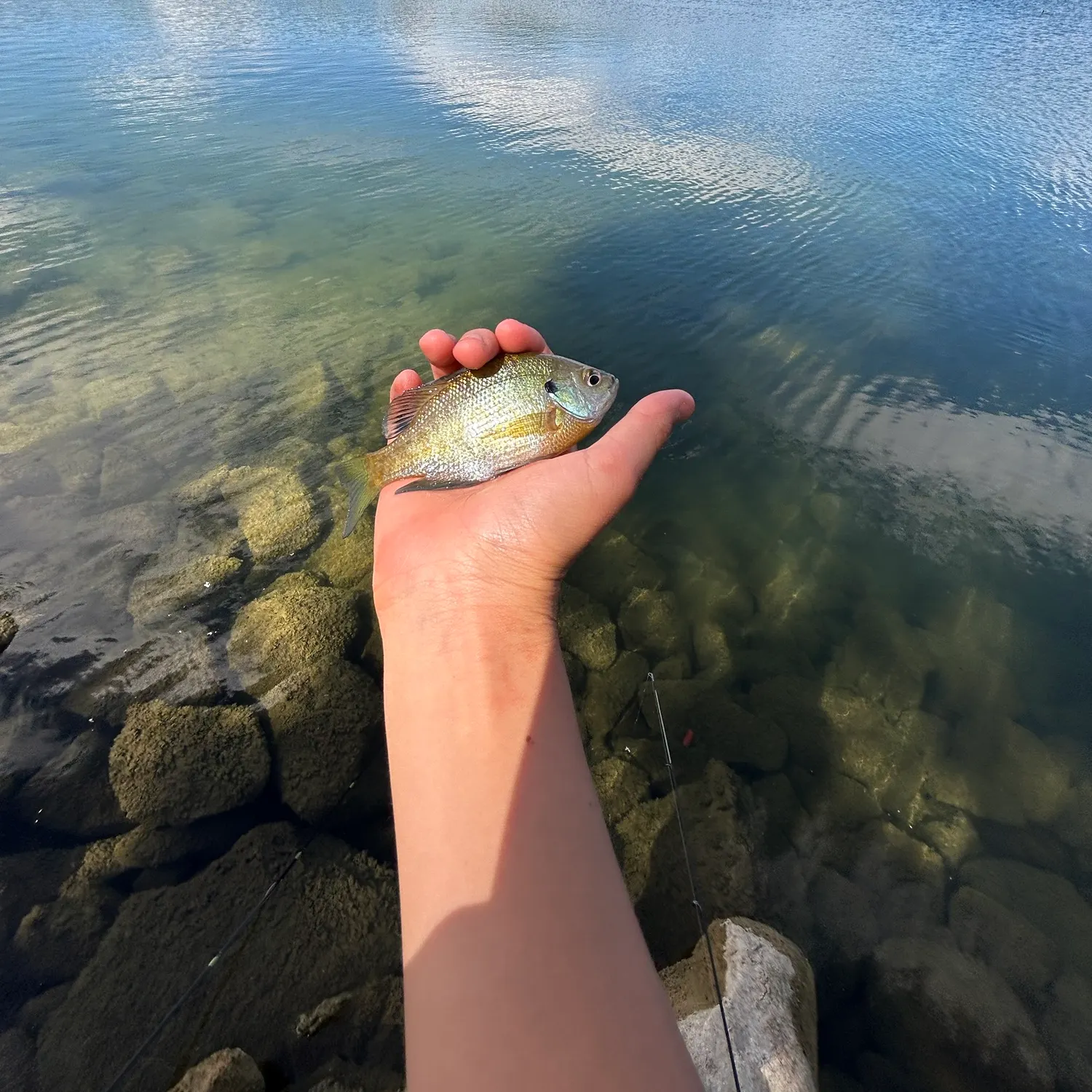 Bluegill caught on Fishbrain