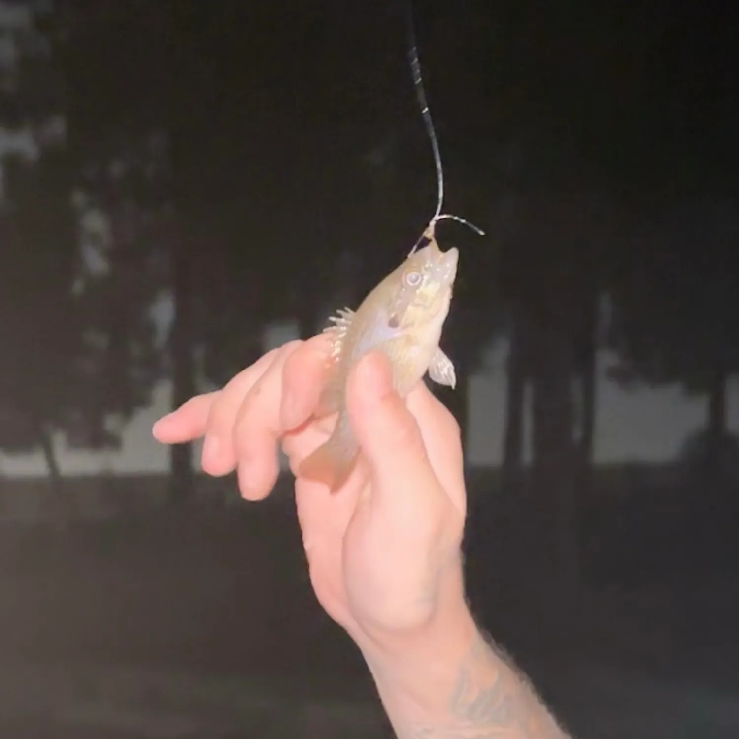 Green sunfish caught on Fishbrain