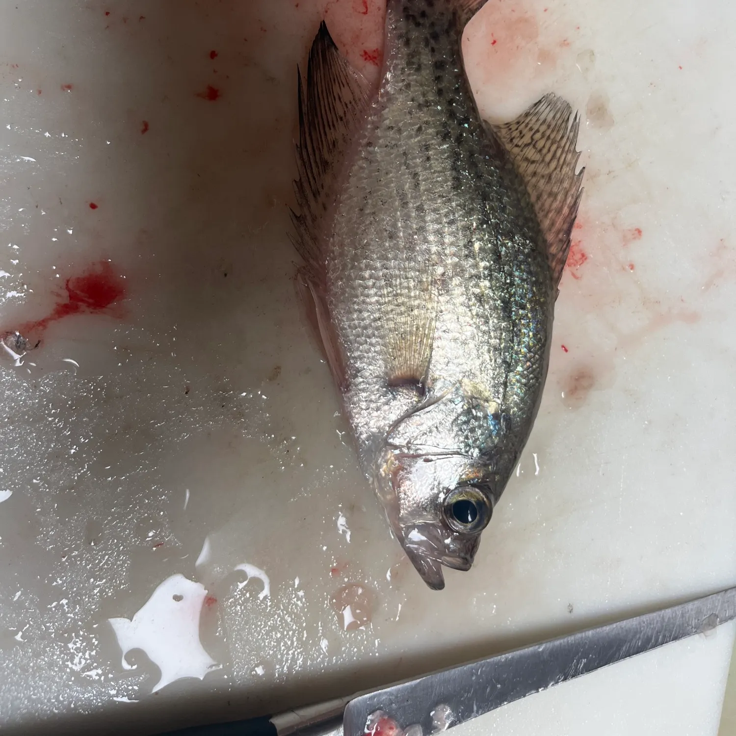 Fish caught on Fishbrain