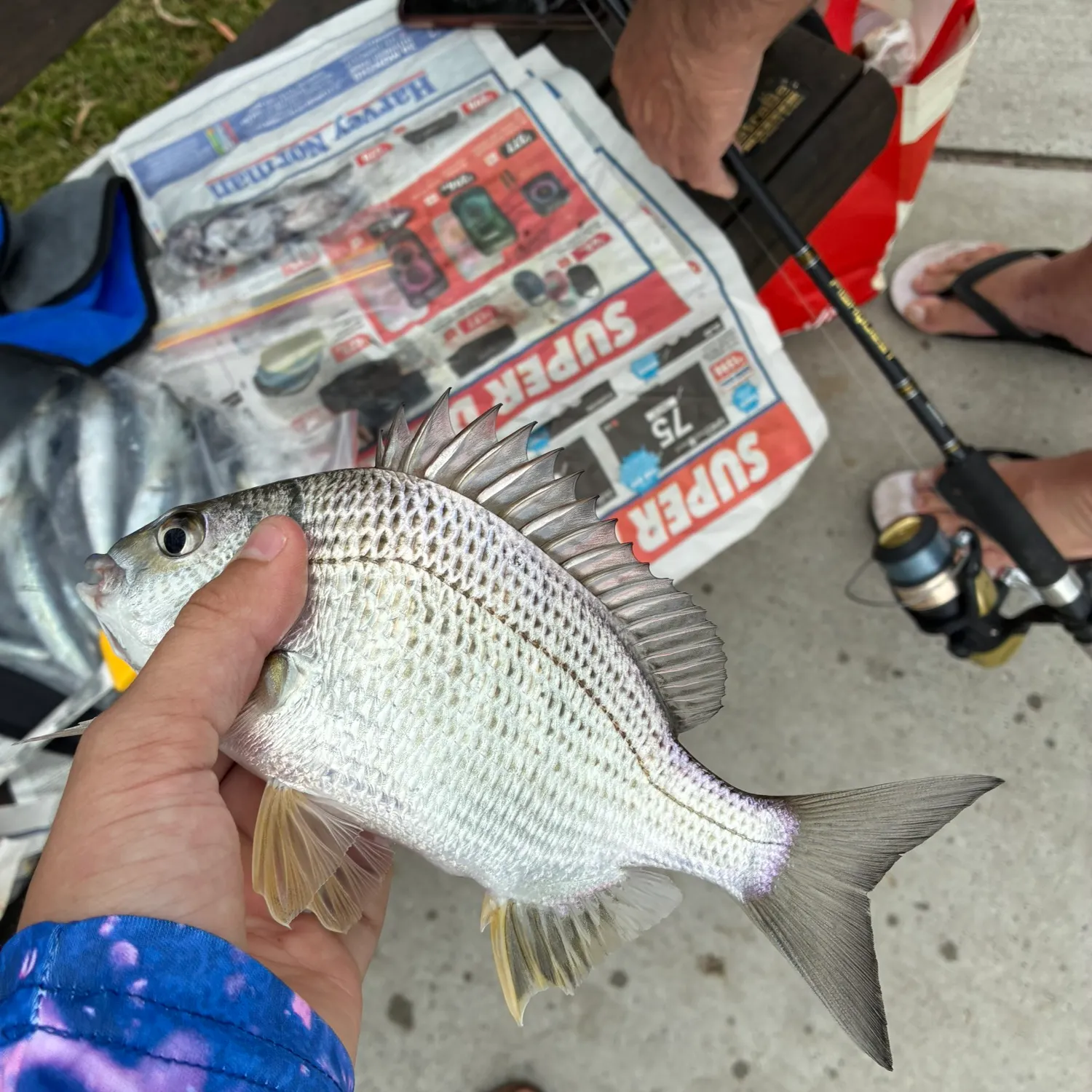 recently logged catches