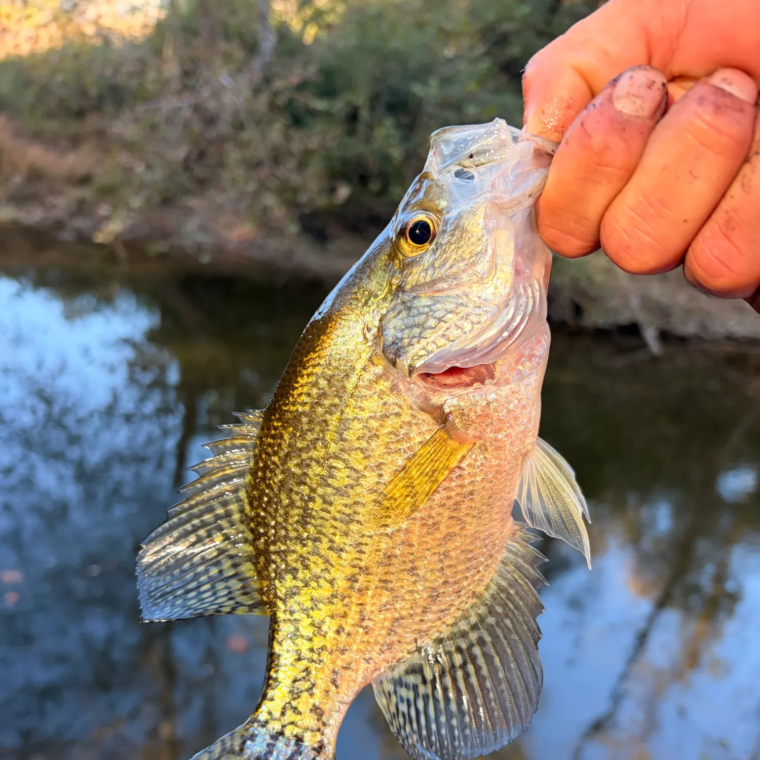 Black crappie caught on Fishbrain