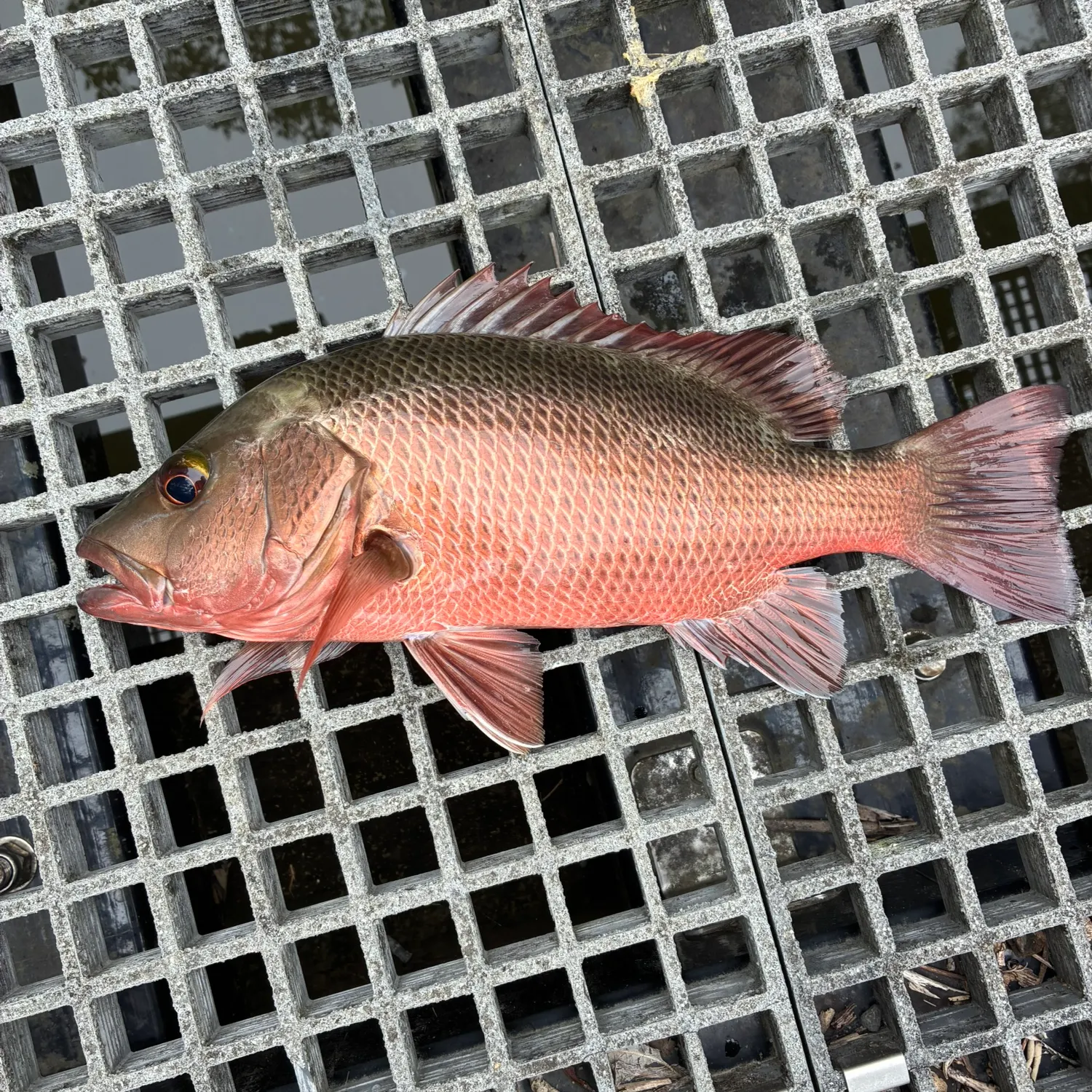 The most recent Mangrove red snapper catches on Fishbrain