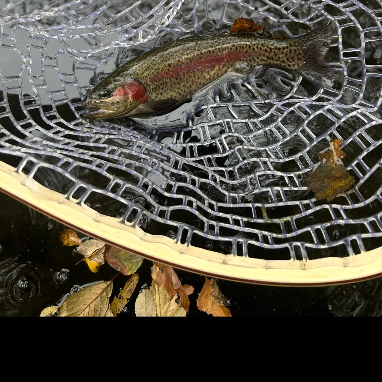 Rainbow trout caught on Fishbrain