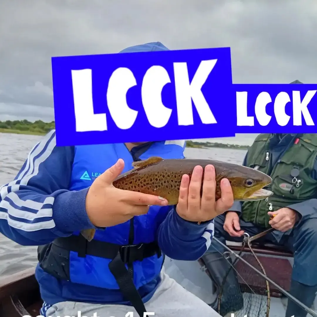 Brown trout caught on Fishbrain