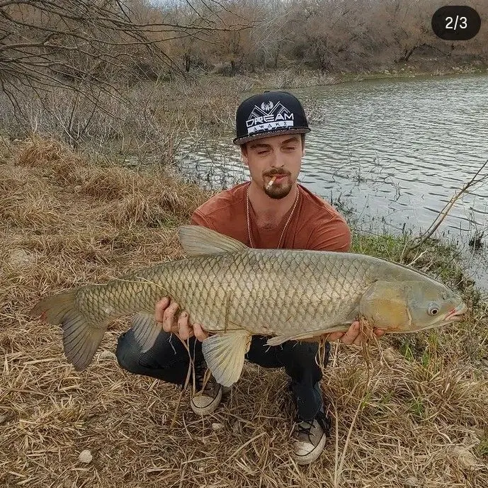 Grass carp caught on Fishbrain