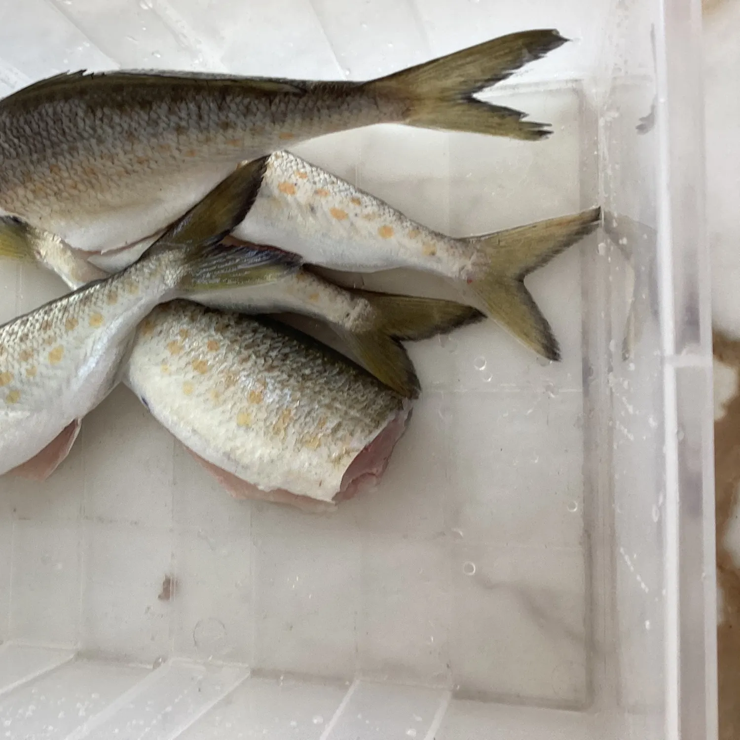 The most recent Western Australian salmon catches on Fishbrain