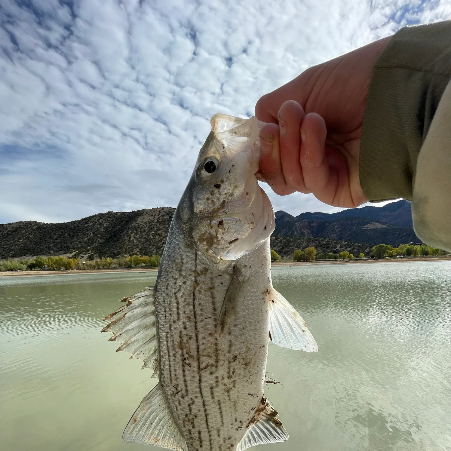 The most recent Wiper catches on Fishbrain