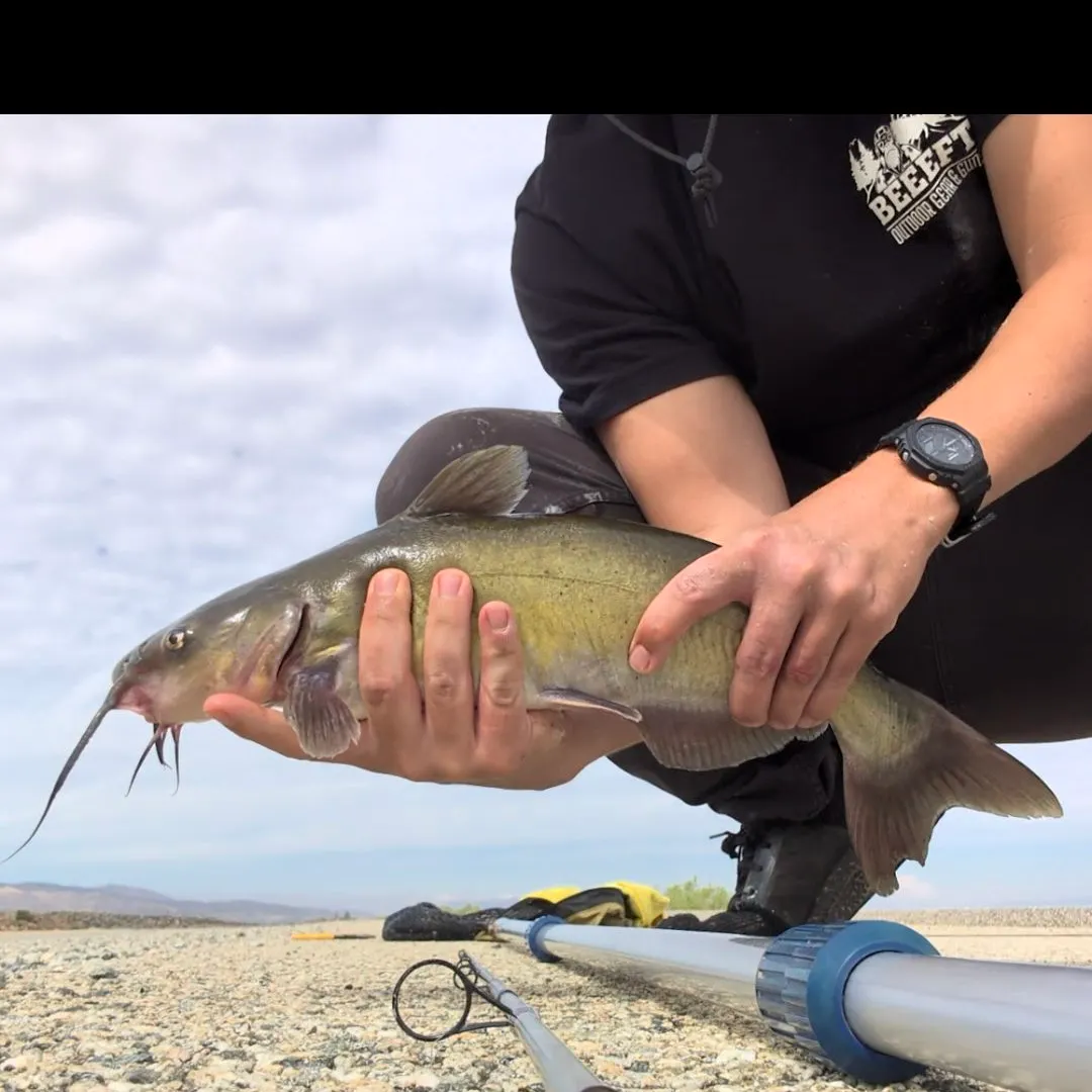 Channel catfish caught on Fishbrain
