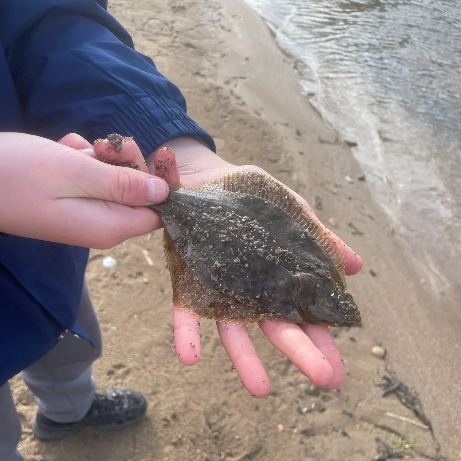 European flounder caught on Fishbrain