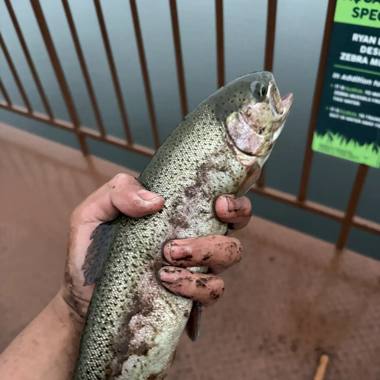 Rainbow trout caught on Fishbrain