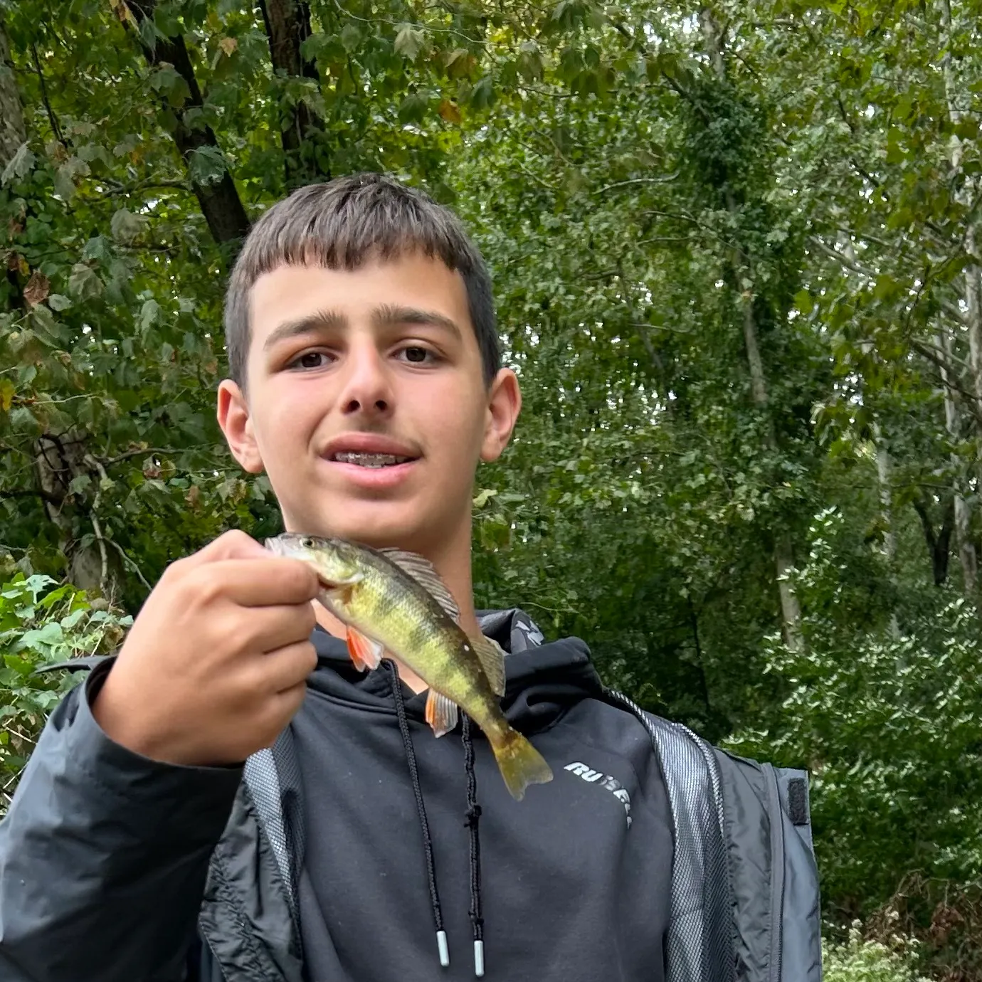 Yellow perch caught on Fishbrain