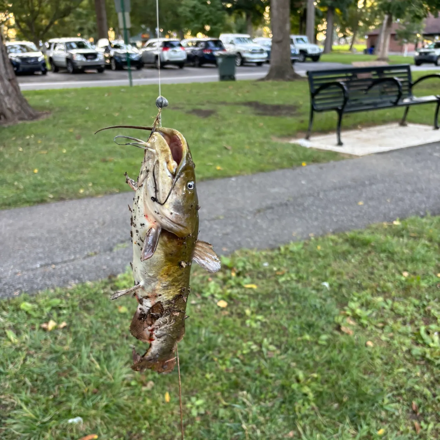 Brown bullhead caught on Fishbrain
