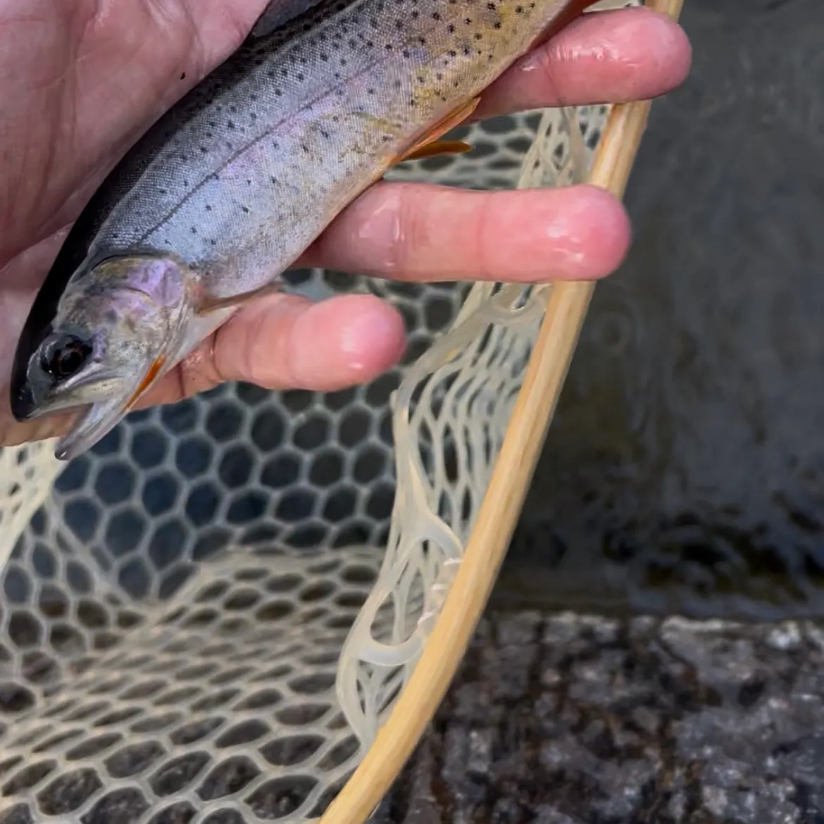 Cutbow caught on Fishbrain
