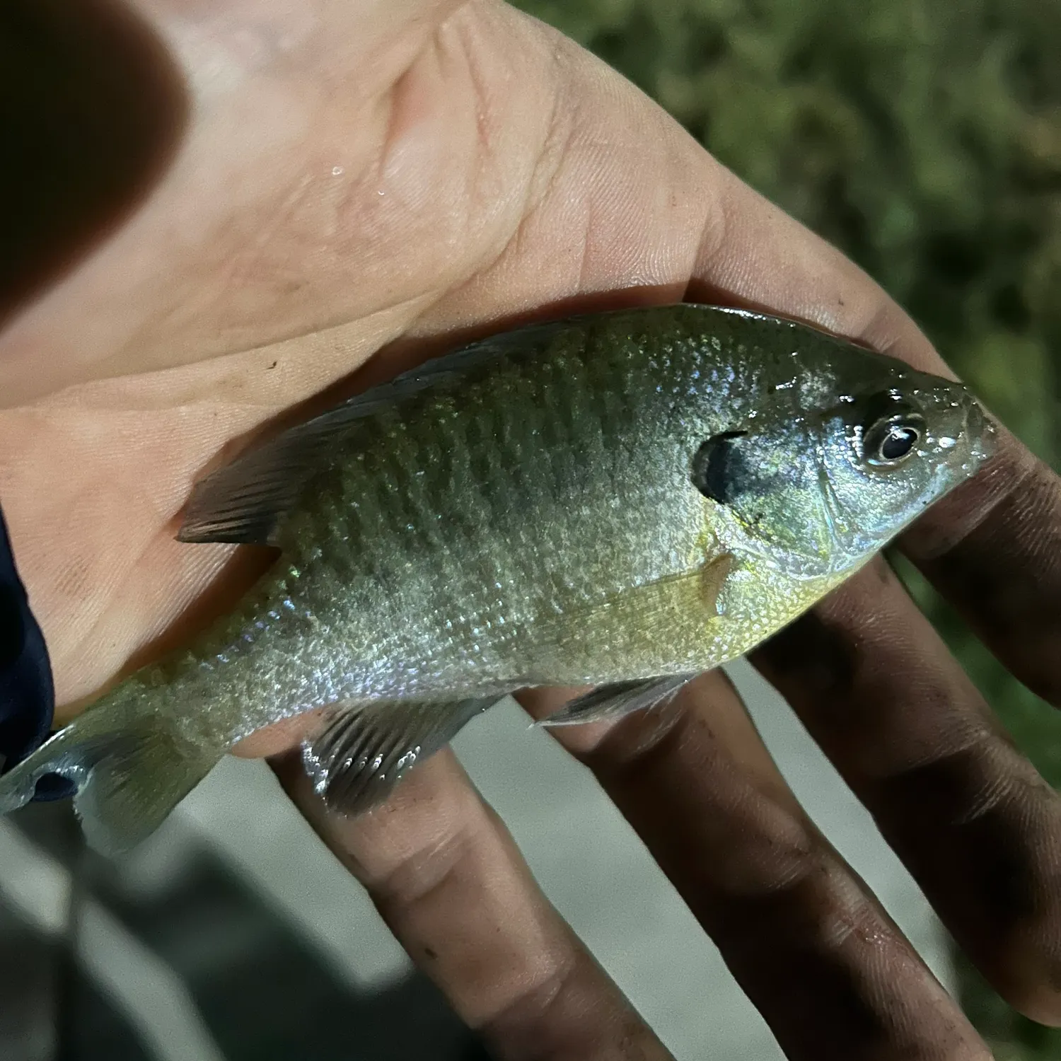 Bluegill caught on Fishbrain