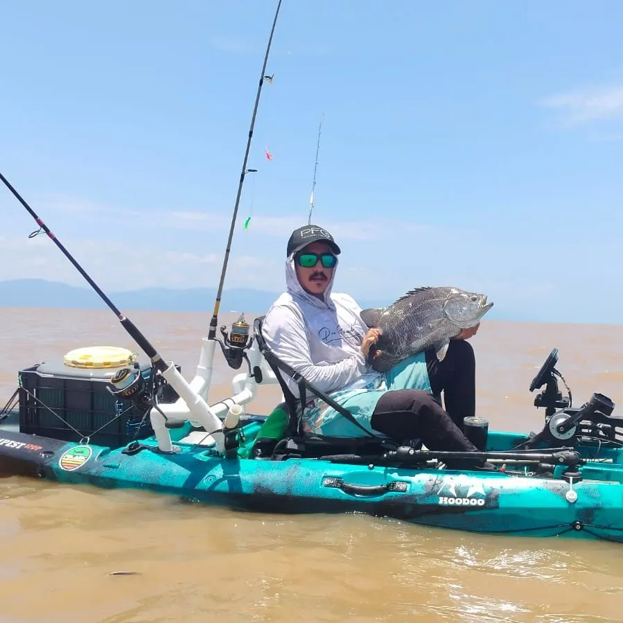 The most recent Pacific tripletail catches on Fishbrain